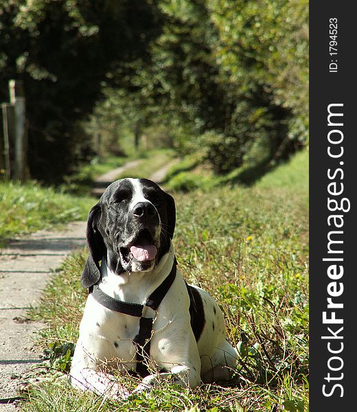 Dog Braque D Auvergne