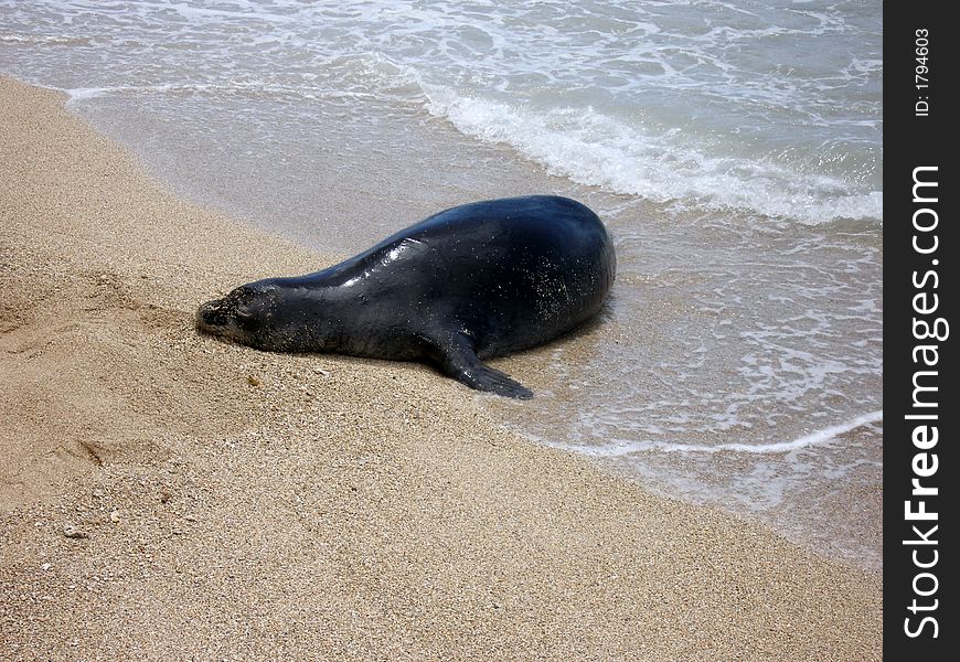 Seal sleeping on the beach. Seal sleeping on the beach