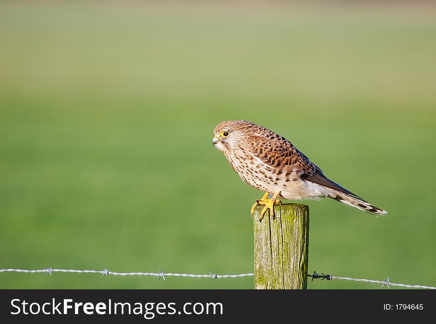 Falcon on a pole in grassland