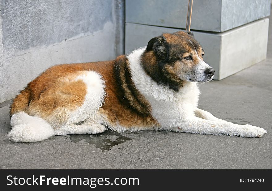 Portrait of a Nice Mongrel Dog. Portrait of a Nice Mongrel Dog