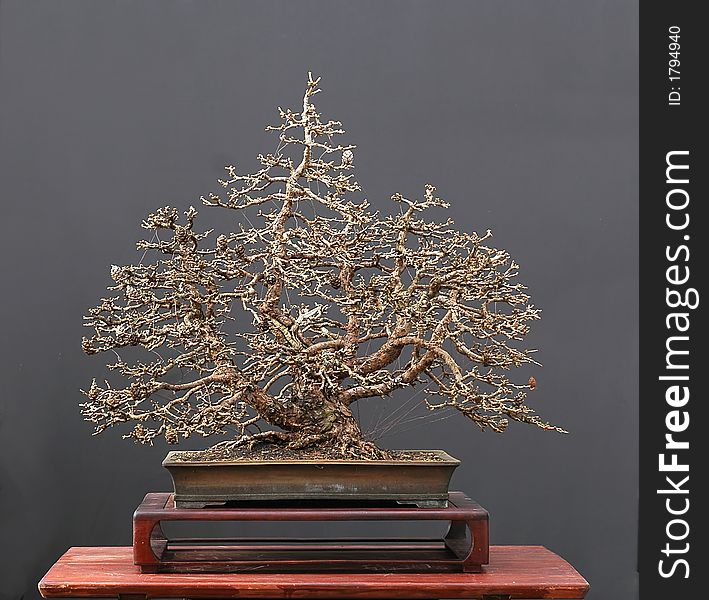 European larch, Larix decidua, 50 cm high, around 100 years old. collected in Austria, styled by Walter Pall, pot by Derek Aspinall. European larch, Larix decidua, 50 cm high, around 100 years old. collected in Austria, styled by Walter Pall, pot by Derek Aspinall