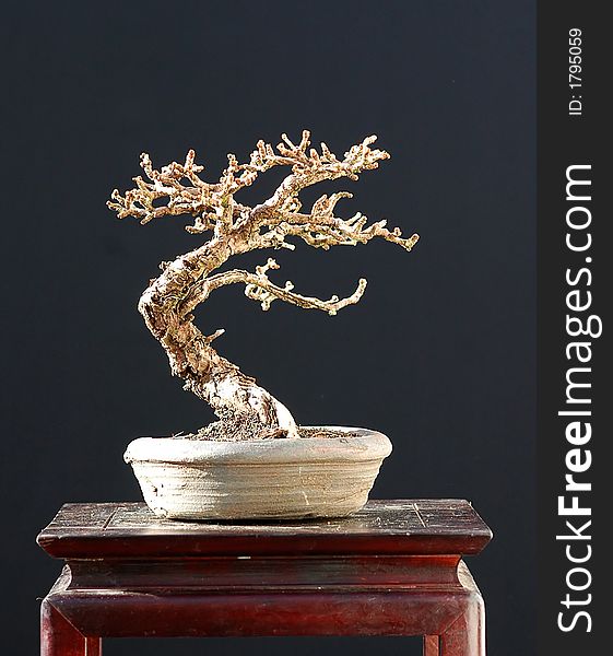 European larch, Larix decidua, 20 cm hihg, around 60 years old, collected in Switzerland, styled by Walter Pall. European larch, Larix decidua, 20 cm hihg, around 60 years old, collected in Switzerland, styled by Walter Pall