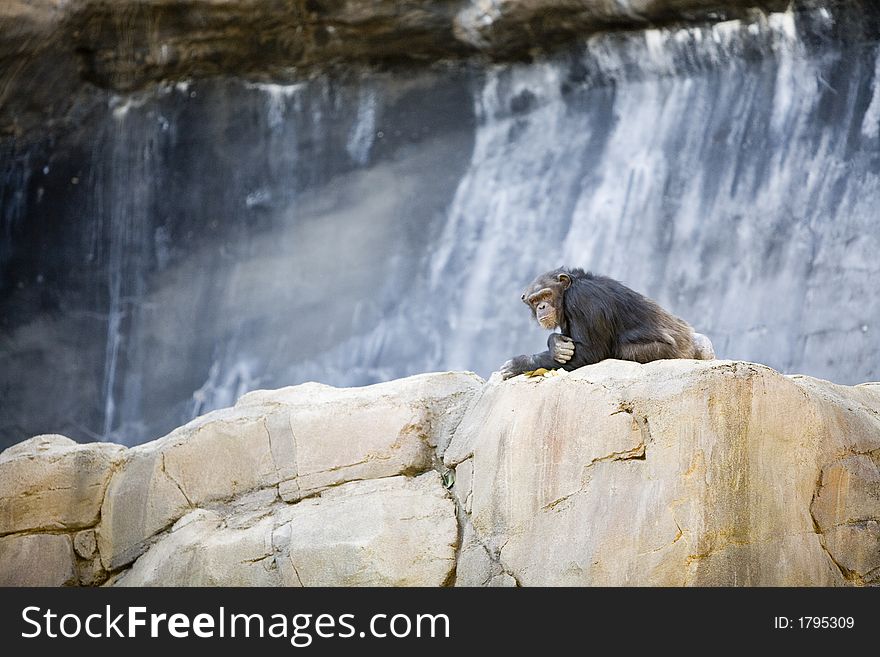 Chimpanzee looking over his shoulder. Chimpanzee looking over his shoulder