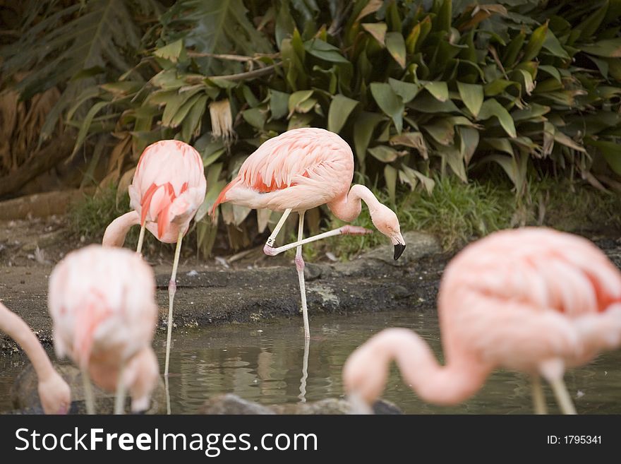 Flamingos standing in a pond