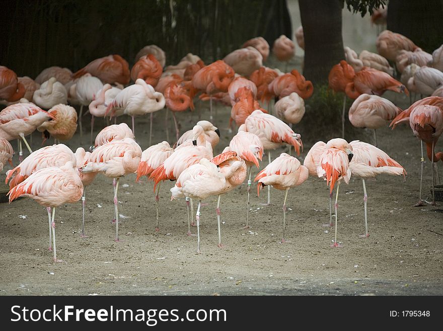 Flamingos standing in together sleeping. Flamingos standing in together sleeping