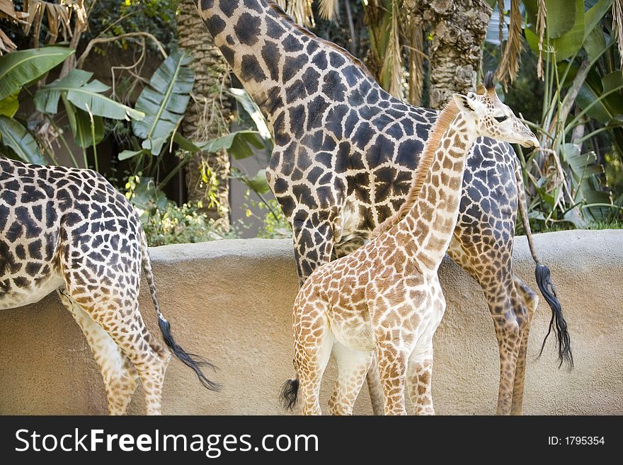 A baby giraffe stands next to her mother. A baby giraffe stands next to her mother