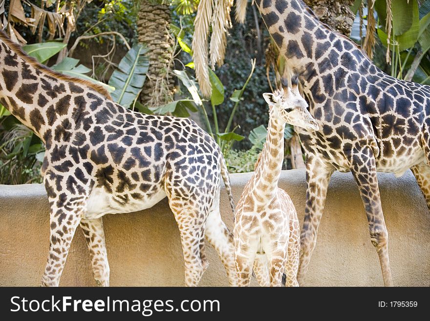 A baby giraffe stands next to her mother. A baby giraffe stands next to her mother