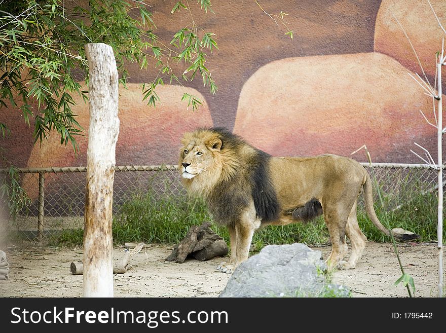 Portrait of a big male African lion