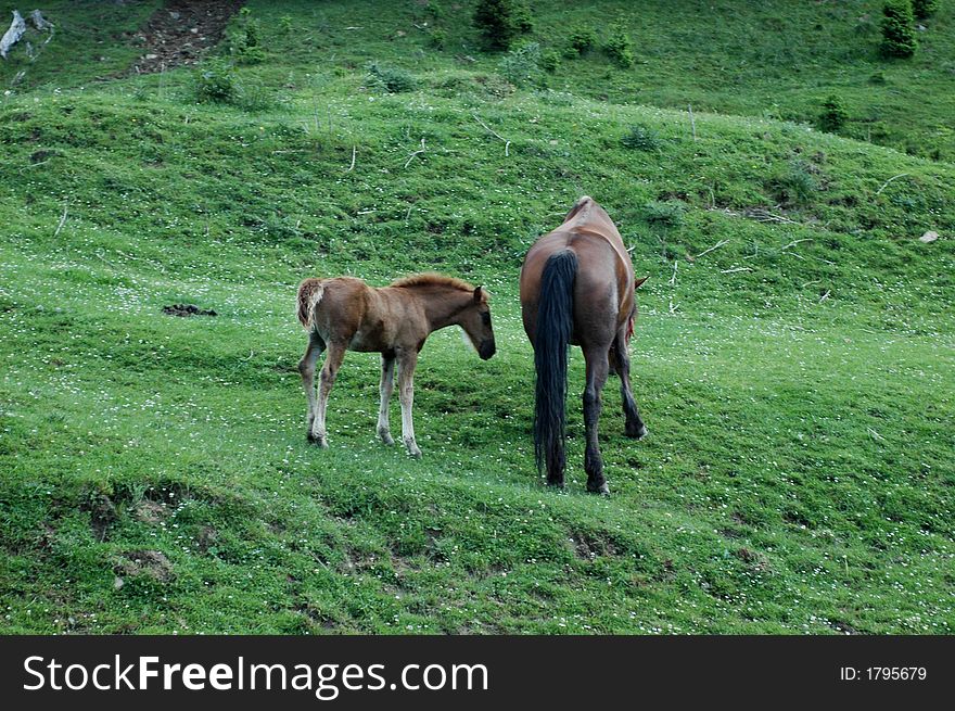 Mother and her baby wild horse. Mother and her baby wild horse