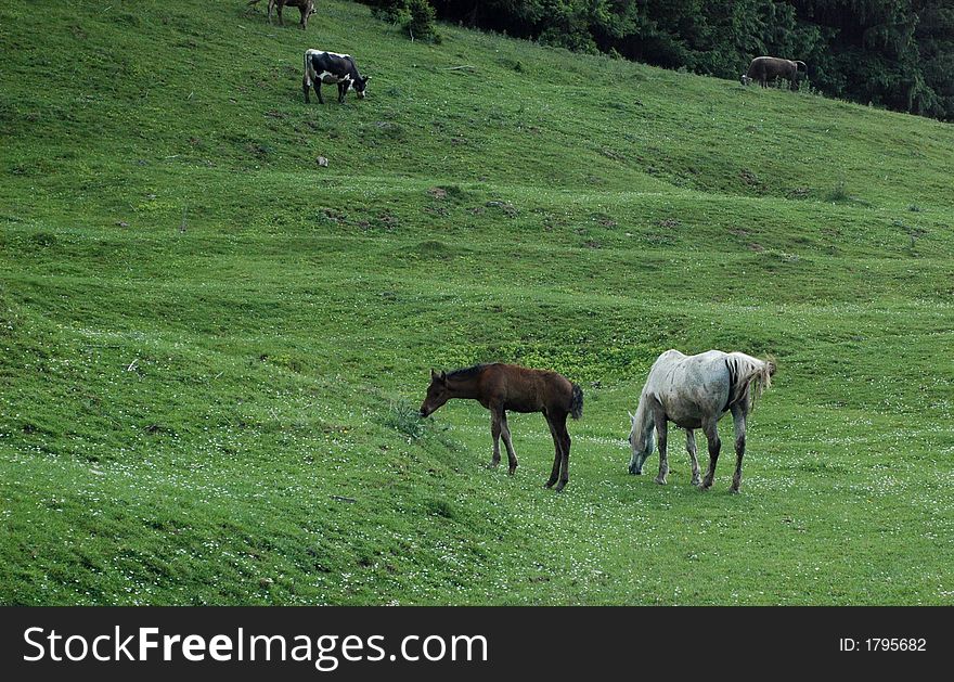 Wild horses walking away, Romania