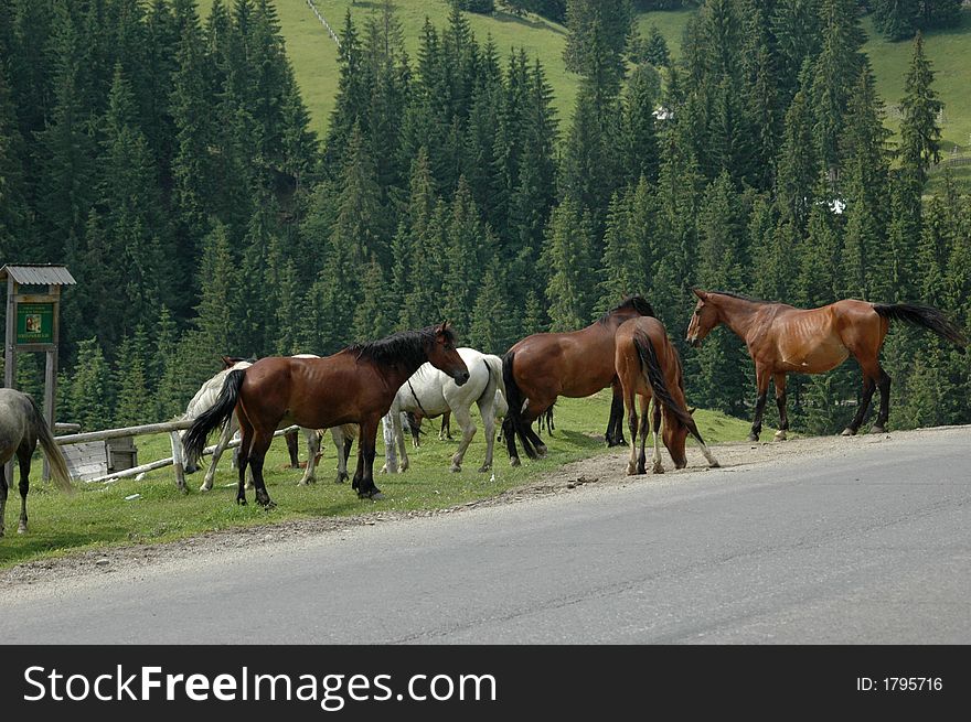 Wild horses on the mountain