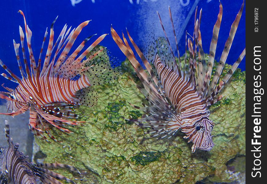 Spike fish swimming in aquarium. Spike fish swimming in aquarium