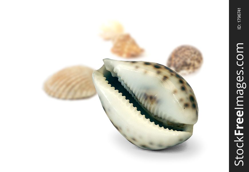 Shell isolated on a white background, seashell are blurred on the background. Shell isolated on a white background, seashell are blurred on the background