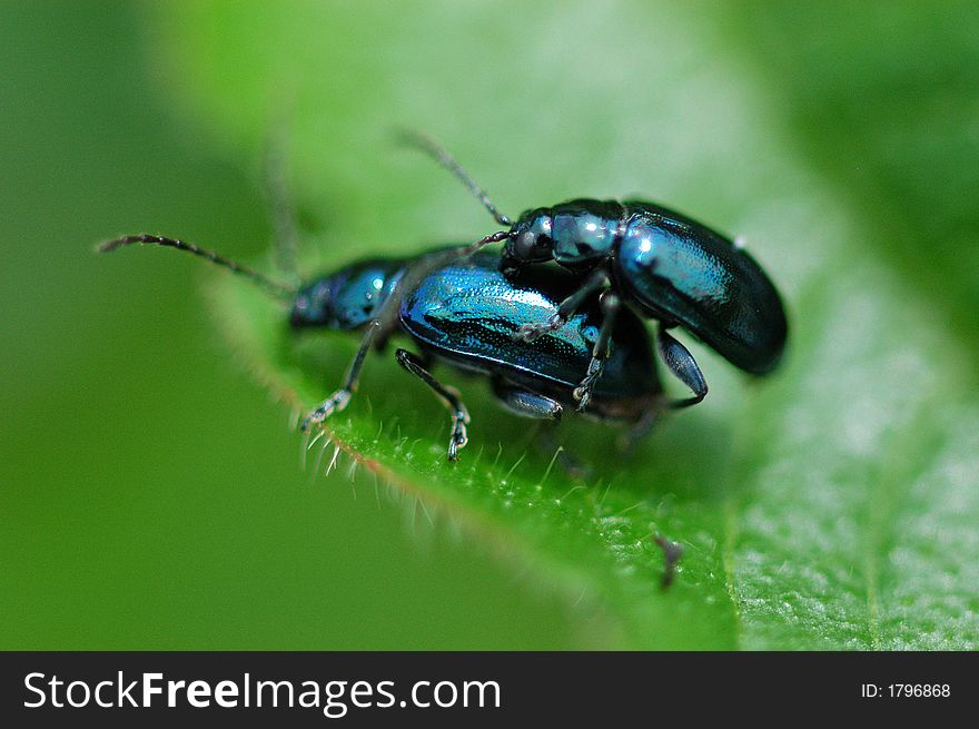 blue beetles mating on the leaf. blue beetles mating on the leaf