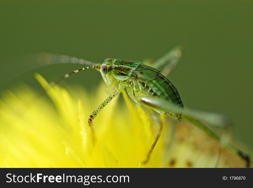 a katydid sitting on a flower. a katydid sitting on a flower