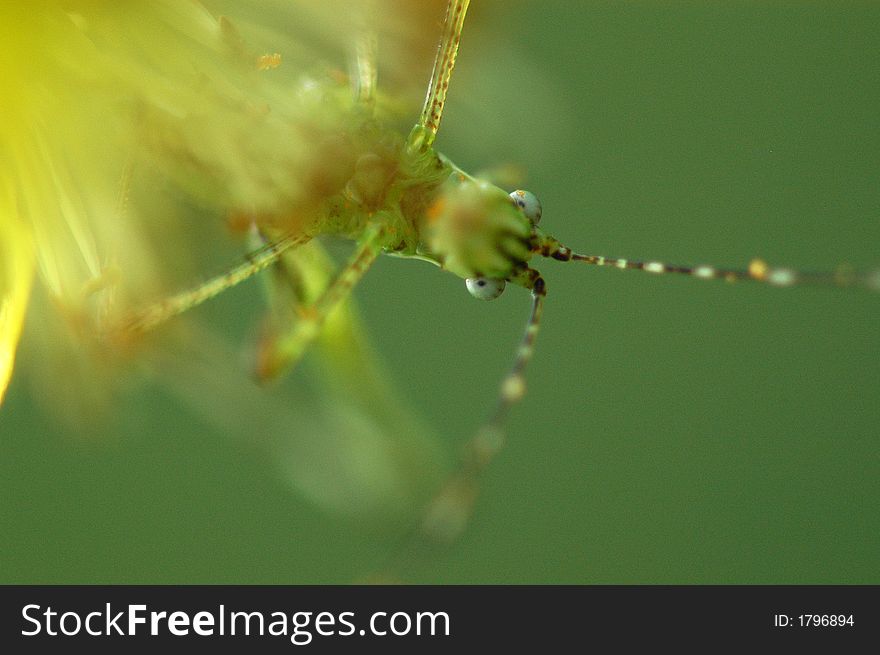 a green grass hopper sitting on a flower. a green grass hopper sitting on a flower