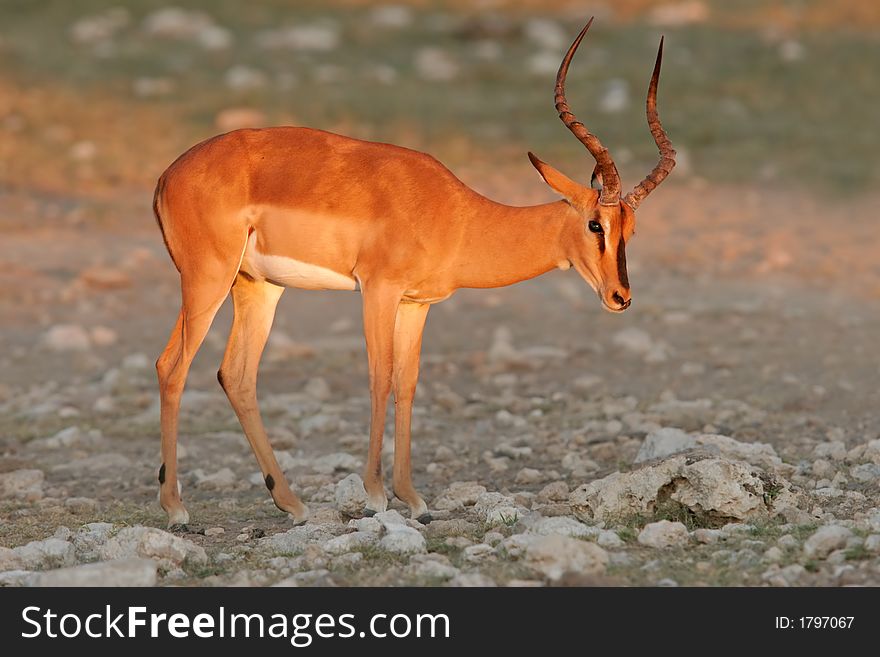 A male black-faced impala (Aepyceros melampus petersi), Etosha National Park, Namibia