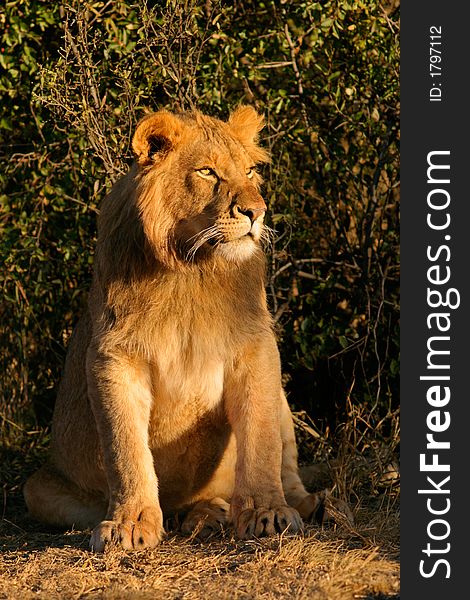 Young male African lion (Panthera leo), sitting under a bush, South Africa. Young male African lion (Panthera leo), sitting under a bush, South Africa