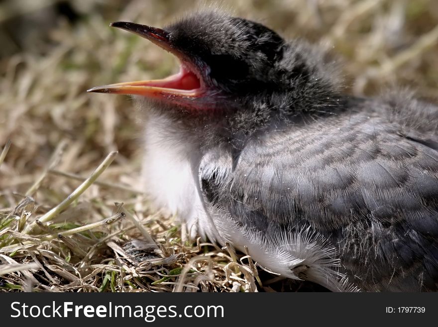 Arctic Tern Chick (Sterna Paradisea)