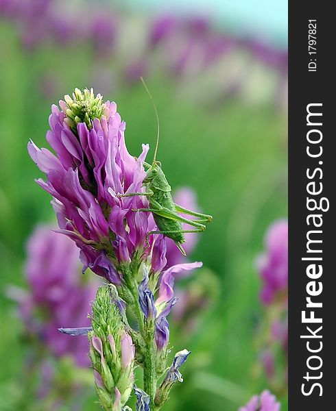 Grasshopper on a flower on the green background of meadow