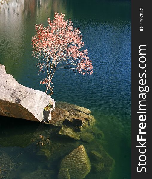 Red tree above the clean natural lake