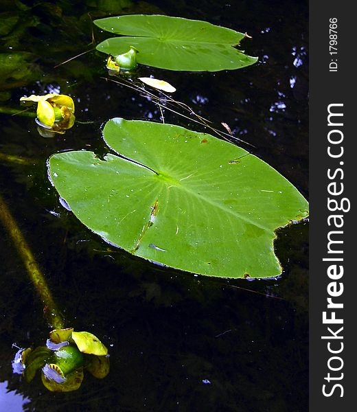 Floating Leaves in Spring / Summer Pond, Cambridge