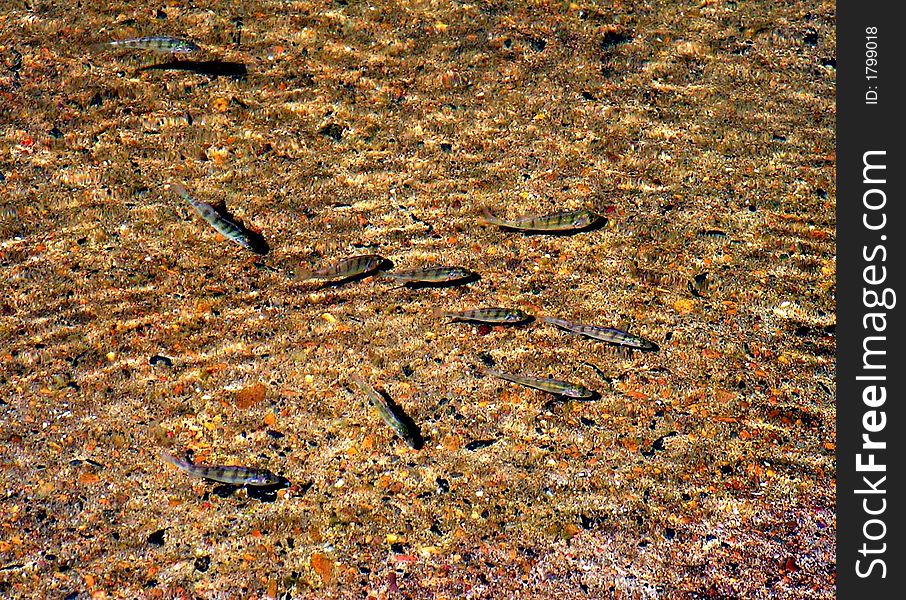 small fishes in clean water. small fishes in clean water