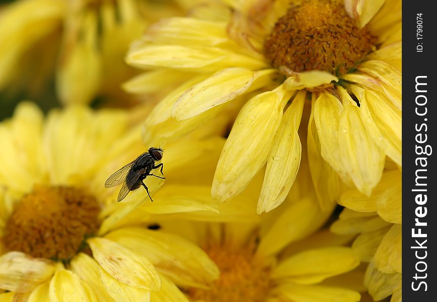 Fly Rests On Yellow Mums (Chrysanthemums). Fly Rests On Yellow Mums (Chrysanthemums)