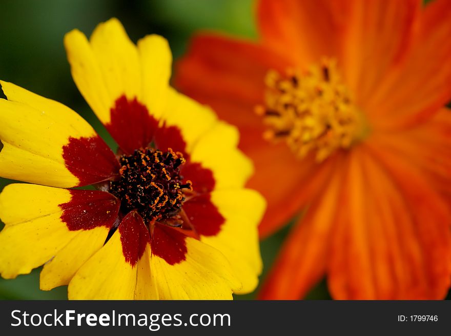 Close up of a Zinnia flower. Close up of a Zinnia flower