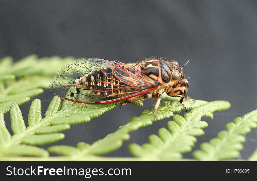 Golden Twanger Cicada
