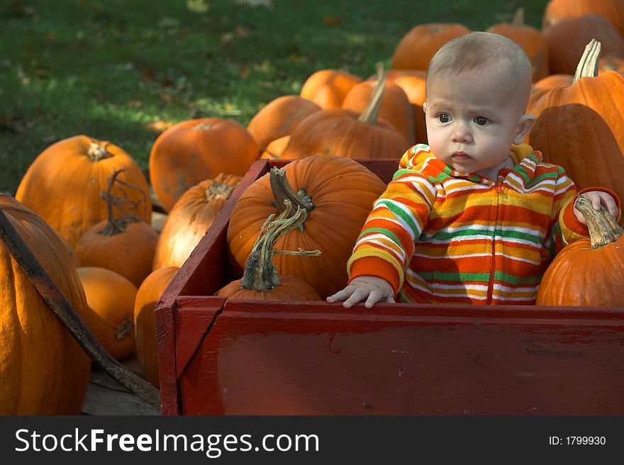 Image of baby sitting in a wagon surrounded by pumpkins. Image of baby sitting in a wagon surrounded by pumpkins