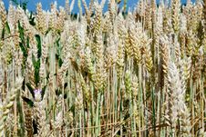 Wheat Ears Close Up In Field Stock Photos Wheat Ears Close Up In Field Stock Photos