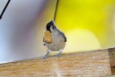 Tufted Titmouse Stock Photography