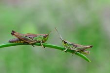 Two Hoppers Stock Images