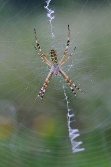 Wasp Spider Royalty Free Stock Photo