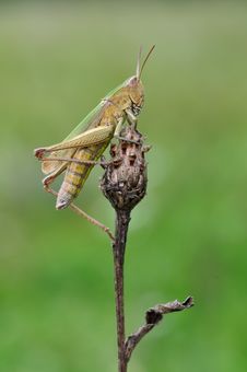 A Hopper Royalty Free Stock Photo A Hopper Royalty Free Stock Photo
