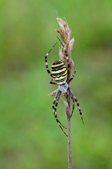 Wasp Spider Royalty Free Stock Photos