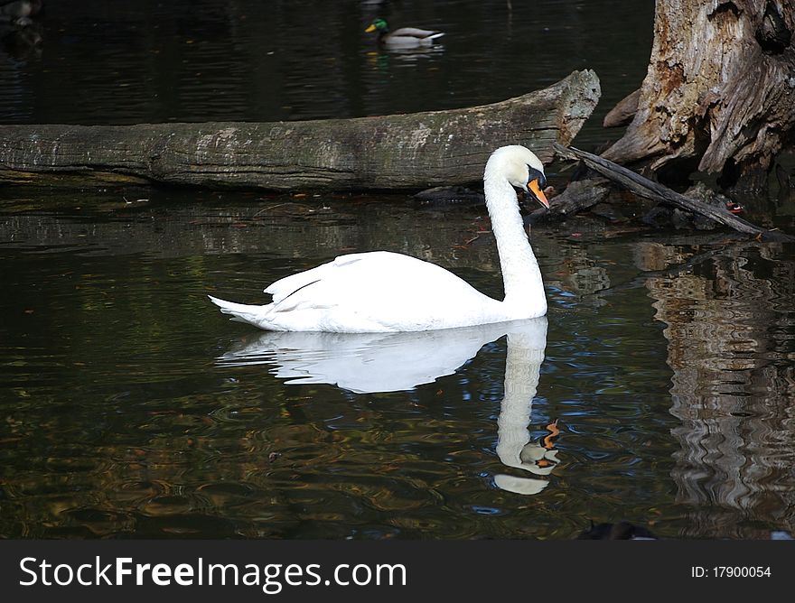 A mute swan gliding in the water - wih reflection