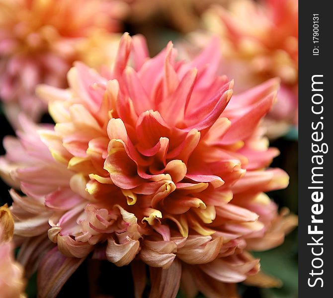 Pink chrysanthemum close up in the garden