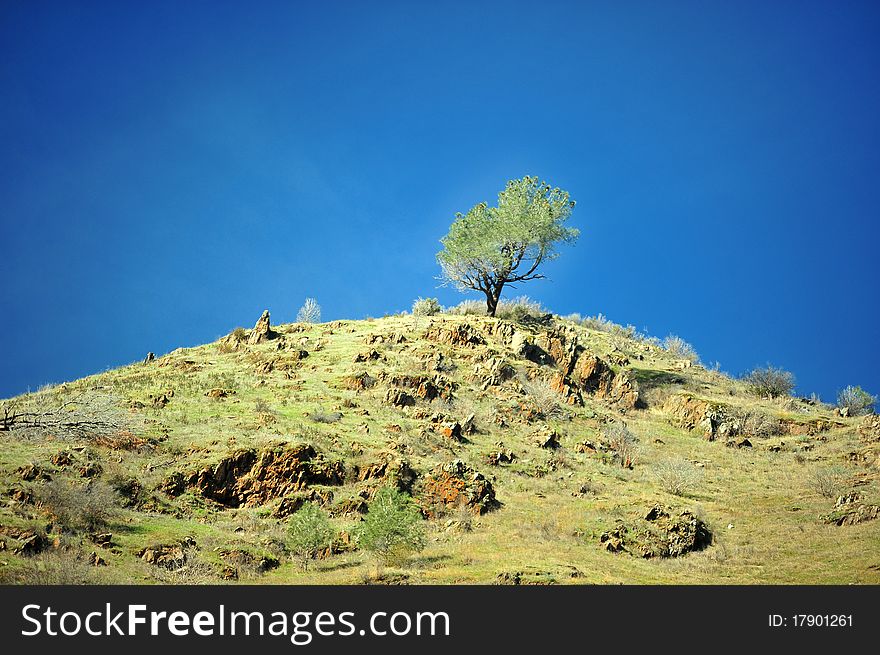 A lonely tree in a blue sky and rocks