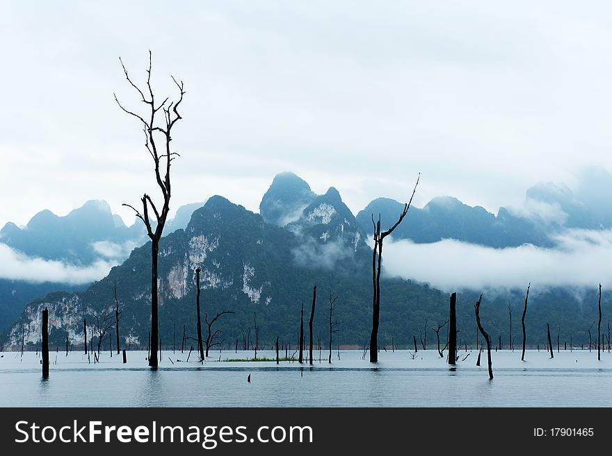 Dead trees standing in big lake . Dead trees standing in big lake .