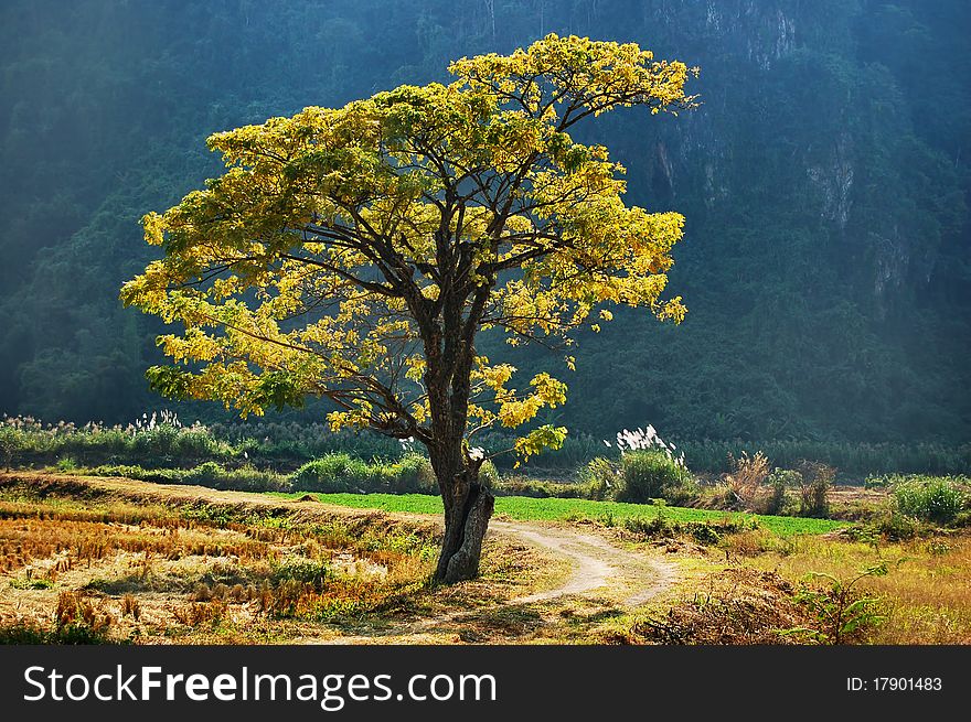 Alone golden tree standing in the rice field.