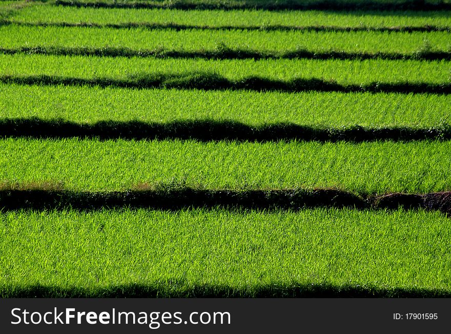 Green rice field in the early morning