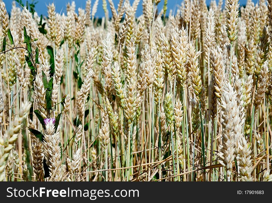 Wheat ears close up in field