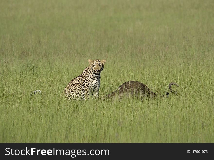 Leopard on Wildebeest Kill in Botswana