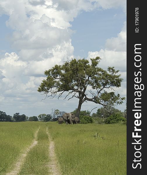 A small pack of elephants under a tree at Tubu Tree camp in Botswana. A small pack of elephants under a tree at Tubu Tree camp in Botswana