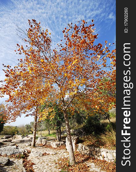 Autumn tree with yellow, orange leaves in a national park in Israel