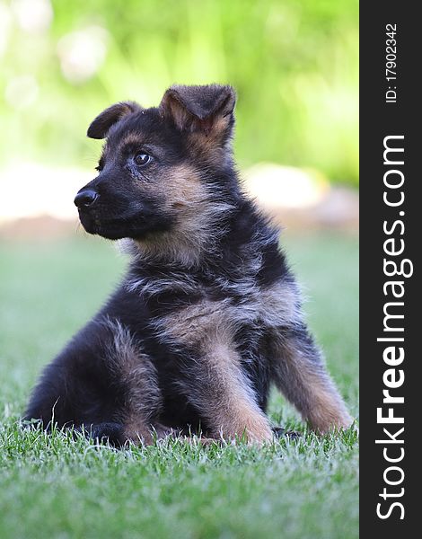 Young German Shepherd on a green grass