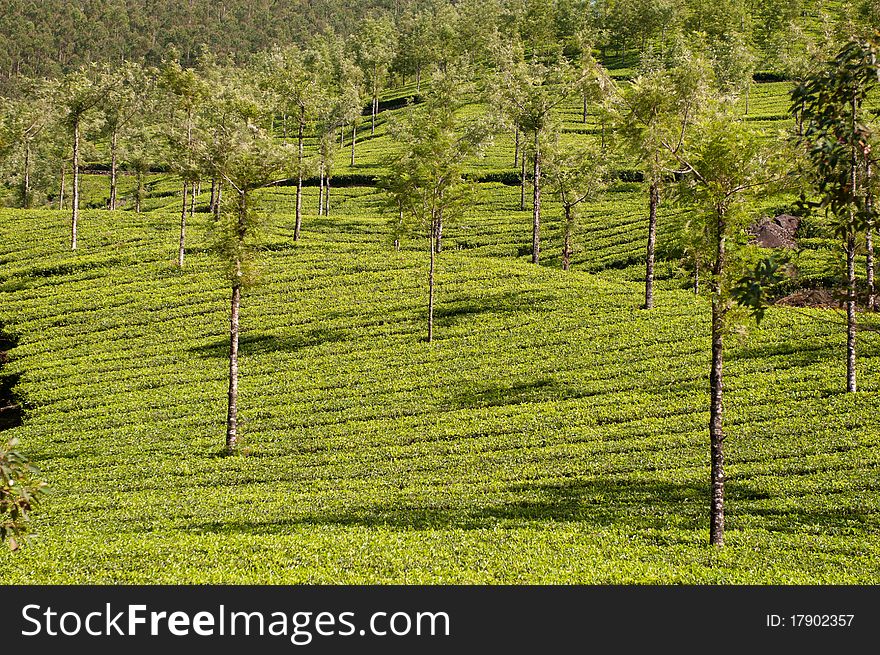 Tea Leaf with Plantation in the Background. Tea Leaf with Plantation in the Background