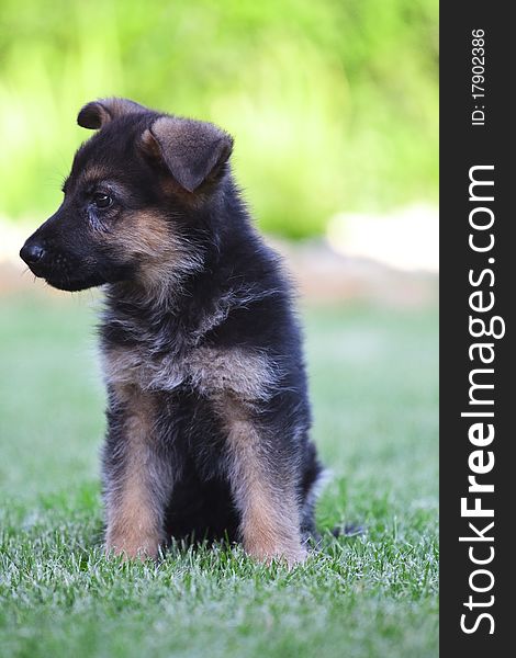 Young German Shepherd on a green grass